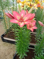 [4017 Arsenal No01.JPG]